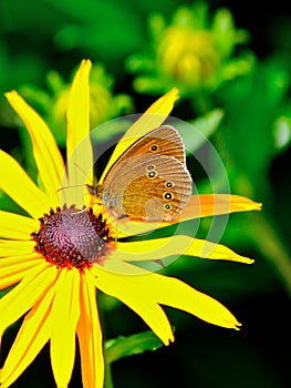 Butterfly on flower