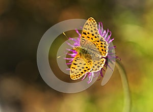Butterfly on the flower