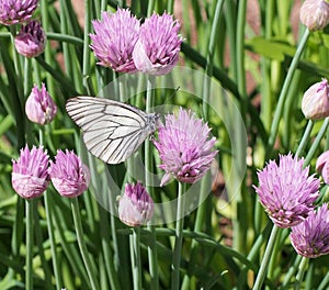 Butterfly on flower