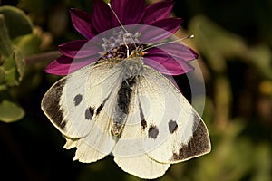 Butterfly on Flower