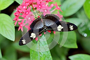 Butterfly on flower