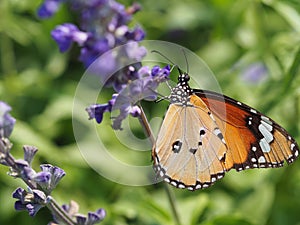 Butterfly On A Flower