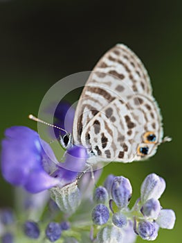 Butterfly On A Flower