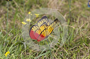 Butterfly on flower