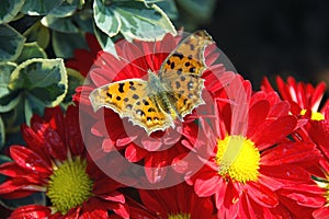 Butterfly on the flower