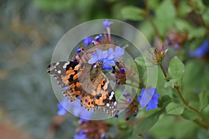 Butterfly on a flower