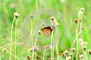 Butterfly on flower