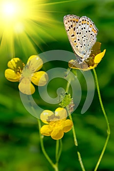 Farfalla sul fiore 