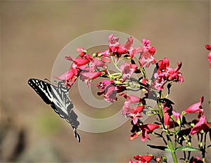 Butterfly on a flower