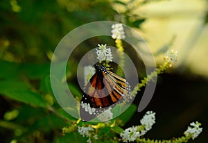 Butterfly on a flower