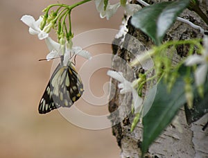 Butterfly on Flower