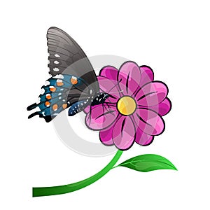 Butterfly and flower