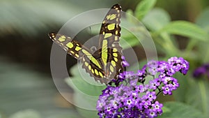 Butterfly on flower