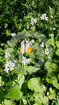 Butterfly on a flower