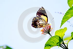 Butterfly on a flower