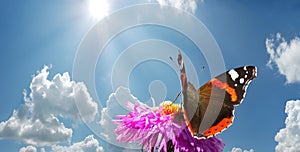 Butterfly on flower