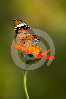 Butterfly on flower