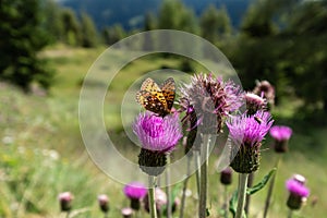 Butterfly on a flower in amazing alpine spring summer landscape in Tirol, Austria