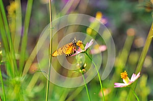Butterfly on a flower with background bokeh