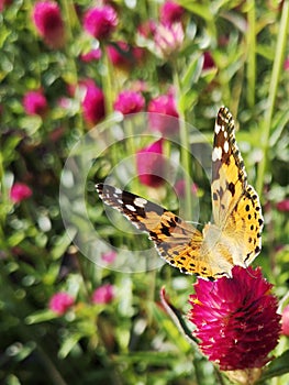 butterfly on a flower in Balchik botanical garden