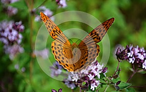 Butterfly on the flower