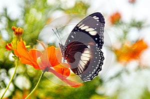 Butterfly on flower, beautiful brown black butterfly perch on sunflowers background