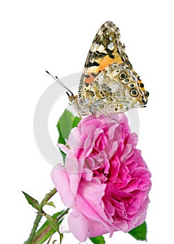 Butterfly on a flower. beautiful butterfly painted lady on flower isolated on a white. copy spaces. rose and butterfly