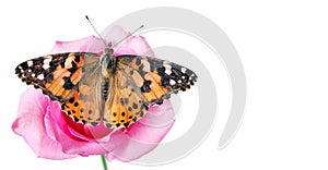 Butterfly on a flower. beautiful butterfly painted lady on flower isolated on a white. copy spaces. rose and butterfly