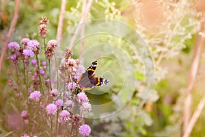 Butterfly on flower. Beautiful butterfly on a summer meadow. Red admiral