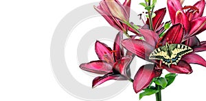 Butterfly on a flower. beautiful butterfly painted lady on flower isolated on a white.  butterfly and lily