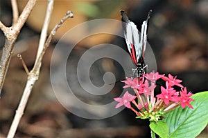 Butterfly on flower2