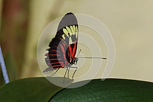 Butterfly on flower2