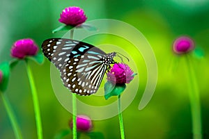 butterfly on flower with blurry natural background