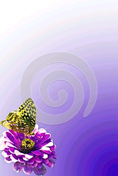 Butterfly and Flower Border