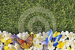 Butterfly flower border background, grass copy space, spring meadow scene