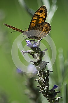 Butterfly on a flower photo