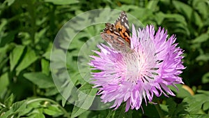 Butterfly on flower. brown knapweed. in natural habitat.