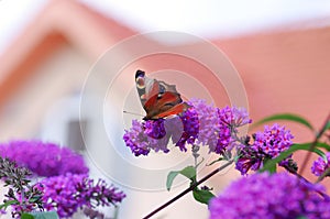 Butterfly on flower Buddleja davidii