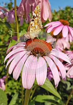 Butterfly on flower photo