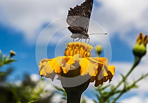 Butterfly on flower