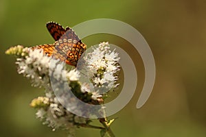 Butterfly in a flower photo