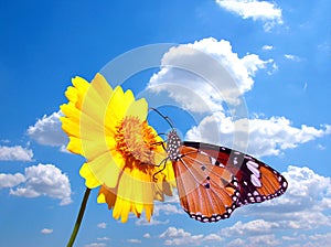 Butterfly on flower with cloudy sky photo