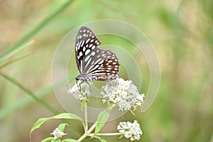 butterfly on flower collecting necter isolated photo