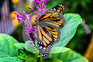 Butterfly on Flower in Colorado