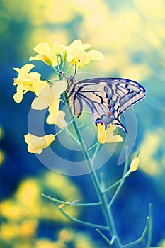 Butterfly on flower