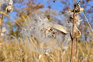 Butterfly flower or common milkweed (Asclepias syriaca) pods with seeds.