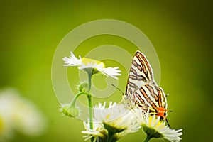 Butterfly on a  flower. common silverline butterfly  cigaritis vulcanus .