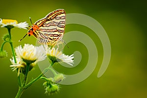 Butterfly on a  flower. common silverline butterfly  cigaritis vulcanus .