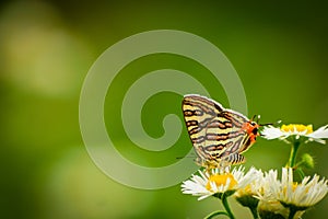 Butterfly on a  flower. common silverline butterfly  cigaritis vulcanus .