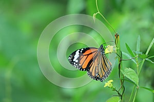 Butterfly and flower Common Tiger